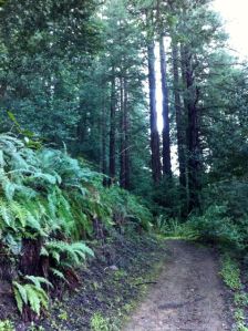 Redwood-Forest1