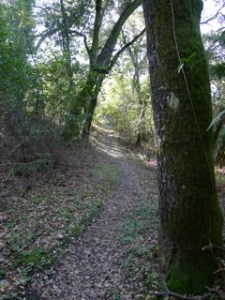 Bear-Creek-Trail