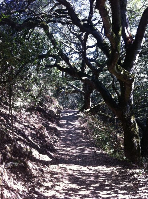 The wooded trail leading to Sibley